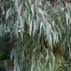 Angus Cold Hardy Eucalyptus Tree (Eucalyptus Nicholii) - 2 Gallon Pot 1 Angus Cold Hardy Eucalyptus Tree (Eucalyptus Nicholii) - 2 Gallon Pot -Outdoor Garden Store eucalyoptus nicholii angus 1 2