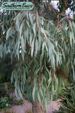 Angus Cold Hardy Eucalyptus Tree (Eucalyptus Nicholii) - Quart Pot 18 Angus Cold Hardy Eucalyptus Tree (Eucalyptus Nicholii) - Quart Pot -Outdoor Garden Store eucalyoptus nicholii angus 1 4