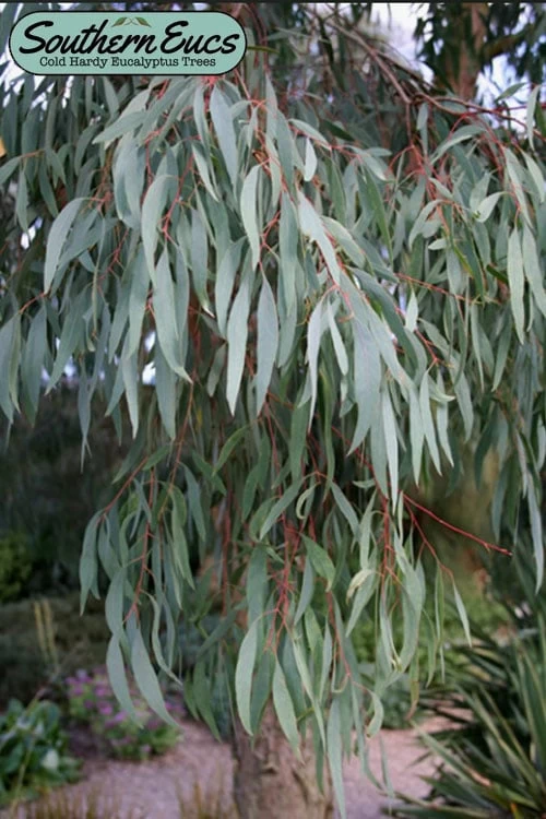 Angus Cold Hardy Eucalyptus Tree (Eucalyptus Nicholii) - 6 Pack Of 1 Gallon Pots 3 Angus Cold Hardy Eucalyptus Tree (Eucalyptus Nicholii) - 6 Pack Of 1 Gallon Pots