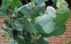 Big O Cold Hardy Eucalyptus Tree (Eucalyptus Neglecta) - 5 Gallon Pot (4-5') 16 Big O Cold Hardy Eucalyptus Tree (Eucalyptus Neglecta) - 5 Gallon Pot (4-5') -Outdoor Garden Store eucalyptus bigo leaves 3