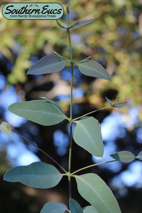 Grace Cold Hardy Eucalyptus Tree (Eucalyptus Elliptica) - 3 Gallon Pot 3 Grace Cold Hardy Eucalyptus Tree (Eucalyptus Elliptica) - 3 Gallon Pot