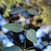 Grace Cold Hardy Eucalyptus Tree (Eucalyptus Elliptica) - 3 Quart Pot 1 Grace Cold Hardy Eucalyptus Tree (Eucalyptus Elliptica) - 3 Quart Pot -Outdoor Garden Store eucalyptus elliptica grace 1 3