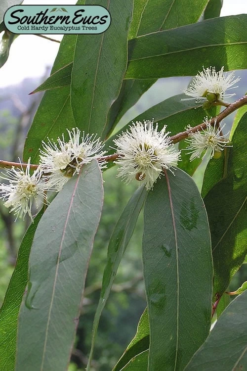 Jersey Girl Cold Hardy Eucalyptus Tree (Eucalyptus Macarthurii) - 6 Pack Of 1 Gallon Pots 3 Jersey Girl Cold Hardy Eucalyptus Tree (Eucalyptus Macarthurii) - 6 Pack Of 1 Gallon Pots