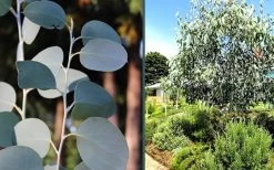 Mappa Tassie Cold Hardy Eucalyptus Tree (Eucalyptus Pauciflora) - Quart Pot 12 Mappa Tassie Cold Hardy Eucalyptus Tree (Eucalyptus Pauciflora) - Quart Pot -Outdoor Garden Store eucalyptus mappa tassie combo 3