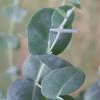 Big O Cold Hardy Eucalyptus Tree (Eucalyptus Neglecta) - Quart Pot 2 Big O Cold Hardy Eucalyptus Tree (Eucalyptus Neglecta) - Quart Pot -Outdoor Garden Store eucalyptus neglecta big 0 1 7