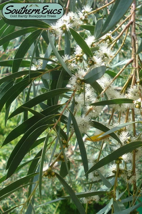 Funky Monkey Cold Hardy Eucalyptus Tree (Eucalyptus Parvula) - 1 Gallon Pot 3 Funky Monkey Cold Hardy Eucalyptus Tree (Eucalyptus Parvula) - 1 Gallon Pot
