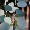 Mappa Tassie Cold Hardy Eucalyptus Tree (Eucalyptus Pauciflora) - 3 Quart Pot 2 Mappa Tassie Cold Hardy Eucalyptus Tree (Eucalyptus Pauciflora) - 3 Quart Pot -Outdoor Garden Store eucalyptus pauciflora mappa tassie 1 2
