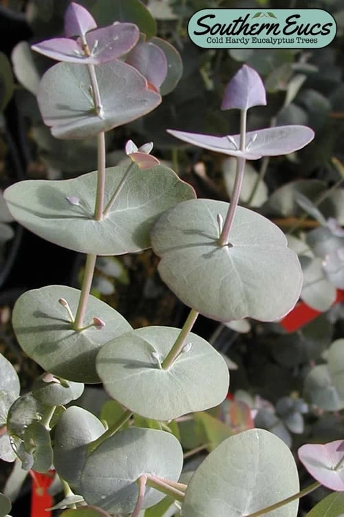 Luna Cold Hardy Eucalyptus Tree (Eucalyptus Perriniana) - 1 Gallon Pot 3 Luna Cold Hardy Eucalyptus Tree (Eucalyptus Perriniana) - 1 Gallon Pot