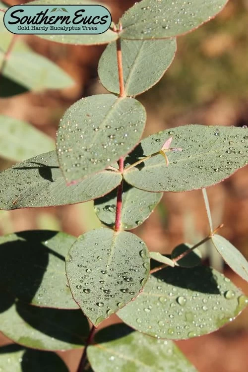 Cab Sav Cold Hardy Eucalyptus Tree (Eucalyptus Rubida) - 2 Gallon Pot 3 Cab Sav Cold Hardy Eucalyptus Tree (Eucalyptus Rubida) - 2 Gallon Pot