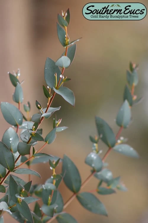 Sheila Cold Hardy Eucalyptus Tree (Eucalyptus Stellulata) - Quart Pot 2 Sheila Cold Hardy Eucalyptus Tree (Eucalyptus Stellulata) - Quart Pot