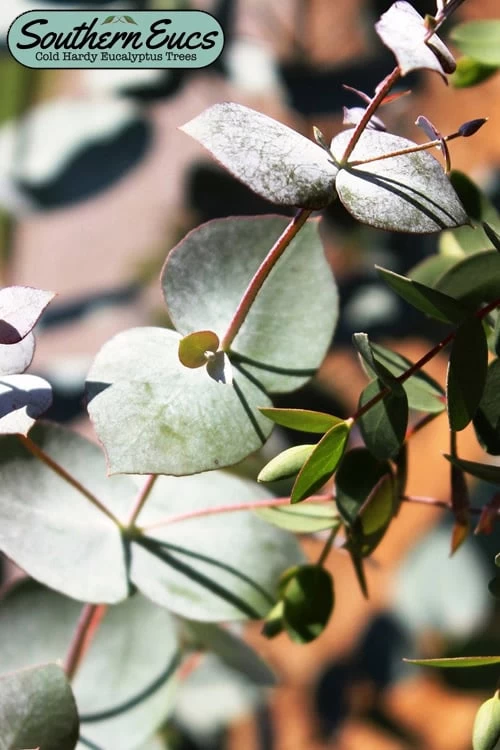 Maggie Cold Hardy Eucalyptus Tree (Eucalyptus Nova Anglica) - 1 Gallon Pot 3 Maggie Cold Hardy Eucalyptus Tree (Eucalyptus Nova Anglica) - 1 Gallon Pot