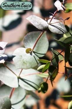 Maggie Cold Hardy Eucalyptus Tree (Eucalyptus Nova Anglica) - 2 Gallon Pot