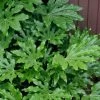 Fatsia Japonica (Japanese Aralia / Glossy Paper Plant) - 7 Gallon Pot -Outdoor Garden Store fatsia Japanese Aralia 1 500x750 1