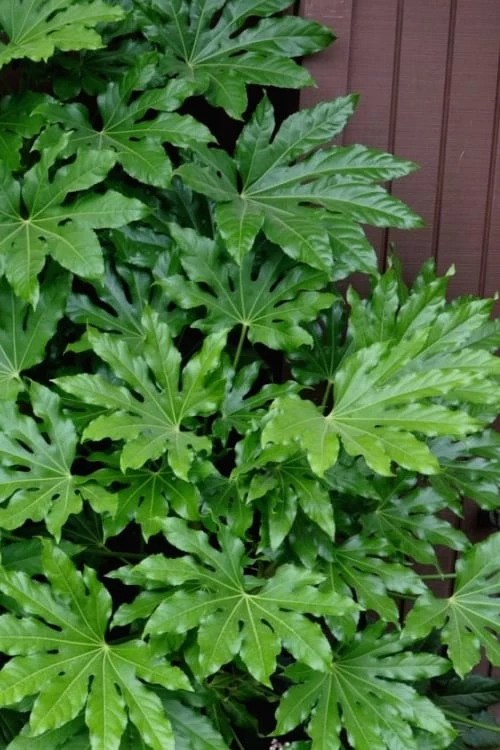 Fatsia Japonica (Japanese Aralia / Glossy Paper Plant) - 7 Gallon Pot 3 Fatsia Japonica (Japanese Aralia / Glossy Paper Plant) - 7 Gallon Pot
