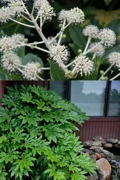 Fatsia Japonica (Japanese Aralia / Glossy Paper Plant) - 7 Gallon Pot 11 Fatsia Japonica (Japanese Aralia / Glossy Paper Plant) - 7 Gallon Pot -Outdoor Garden Store fatsia Japanese Aralia 2 500x750 1