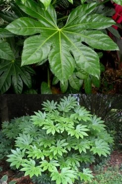 Fatsia Japonica - Japanese Aralia - Glossy Paper Plant - 5 Gallon Pot -Outdoor Garden Store fatsia Japanese Aralia 500x750 2