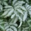 Silver Lace Fern - 5 Pack Of Quart Pots -Outdoor Garden Store fern silver lace 5 thumbnail