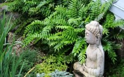 Japanese Holly Fern - Cyrtomium Falcatum 'Rochfordianum' - 2.5 Quart Pot 12 Japanese Holly Fern - Cyrtomium Falcatum 'Rochfordianum' - 2.5 Quart Pot -Outdoor Garden Store fern20holly203