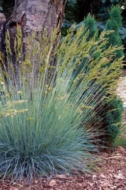 Blue Fescue Grass (Festuca Glauca) - 5 Pack Of Quart Pots -Outdoor Garden Store festuca glauca blue fescue grass 13
