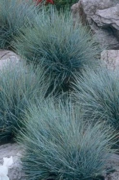 Blue Fescue Grass (Festuca Glauca) - 5 Pack Of Quart Pots -Outdoor Garden Store festuca glauca blue fescue grass 14