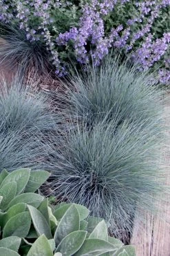 Blue Fescue Grass (Festuca Glauca) - 5 Pack Of Quart Pots -Outdoor Garden Store festuca glauca blue fescue grass 7