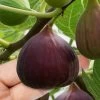 Little Ruby Dwarf Fig Tree - 3 Gallon Pot -Outdoor Garden Store ficus carica little ruby fig tree 1
