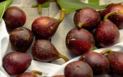 Little Ruby Dwarf Fig Tree - 3 Gallon Pot -Outdoor Garden Store ficus carica little ruby fig tree 2