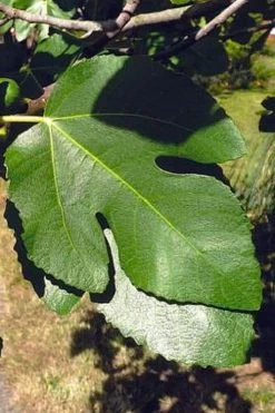 Little Ruby Dwarf Fig Tree - 3 Gallon Pot -Outdoor Garden Store ficus carica little ruby fig tree 3