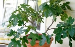 Little Ruby Dwarf Fig Tree - 3 Gallon Pot -Outdoor Garden Store ficus carica little ruby fig tree 4