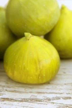 LSU Gold Fig Tree - 5 Gallon Pot 11 LSU Gold Fig Tree - 5 Gallon Pot -Outdoor Garden Store ficus carica lsu gold fig tree 2