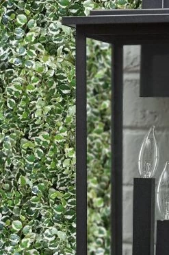 Variegated Creeping Fig - Ficus Pumila 'Variegata' - 6 Pack Of Pint Pots -Outdoor Garden Store ficus pumila variegata creeping fig 101