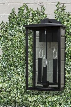 Variegated Creeping Fig - Ficus Pumila 'Variegata' - 6 Pack Of Pint Pots -Outdoor Garden Store ficus pumila variegata creeping fig 102