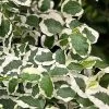 Variegated Creeping Fig - Ficus Pumila 'Variegata' - 6 Pack Of Pint Pots -Outdoor Garden Store ficus pumila variegata creeping fig 103