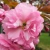 Kwanzan Pink Double Flowering Cherry Tree - 3 Gallon Pot 2 Kwanzan Pink Double Flowering Cherry Tree - 3 Gallon Pot -Outdoor Garden Store flowering cherry kwansan 1