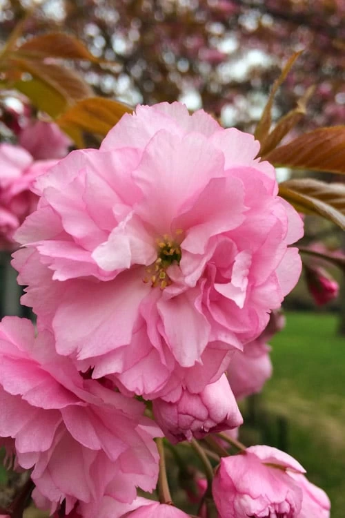 Kwanzan Pink Double Flowering Cherry Tree - 3 Gallon Pot 3 Kwanzan Pink Double Flowering Cherry Tree - 3 Gallon Pot
