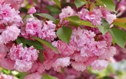 Kwanzan Pink Double Flowering Cherry Tree - 3 Gallon Pot 14 Kwanzan Pink Double Flowering Cherry Tree - 3 Gallon Pot -Outdoor Garden Store flowering cherry kwansan 3