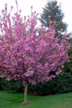 Kwanzan Pink Double Flowering Cherry Tree - 3 Gallon Pot 13 Kwanzan Pink Double Flowering Cherry Tree - 3 Gallon Pot -Outdoor Garden Store flowering cherry kwansan 4