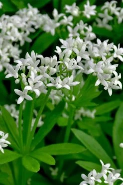 Sweet Woodruff (Galium Odoratum) - 5 Pack Of Quart Pots 14 Sweet Woodruff (Galium Odoratum) - 5 Pack Of Quart Pots -Outdoor Garden Store galium odoratum sweet woodruff 3