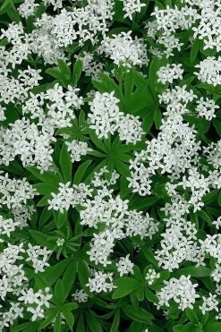 Sweet Woodruff (Galium Odoratum) - 5 Pack Of Quart Pots 12 Sweet Woodruff (Galium Odoratum) - 5 Pack Of Quart Pots -Outdoor Garden Store galium odoratum sweet woodruff 5