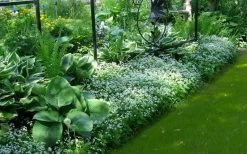 Sweet Woodruff (Galium Odoratum) - 5 Pack Of Quart Pots 13 Sweet Woodruff (Galium Odoratum) - 5 Pack Of Quart Pots -Outdoor Garden Store galium odoratum sweet woodruff 6