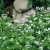 Sweet Woodruff (Galium Odoratum) - 5 Pack Of Quart Pots 1 Sweet Woodruff (Galium Odoratum) - 5 Pack Of Quart Pots -Outdoor Garden Store galium odoratum sweet woodruff 7