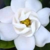 Buttons Gardenia - 3 Gallon Pot 1 Buttons Gardenia - 3 Gallon Pot -Outdoor Garden Store gardenia buttons 2