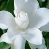 Celestial Star Gardenia - 1 Gallon Pot -Outdoor Garden Store gardenia celestial star 1