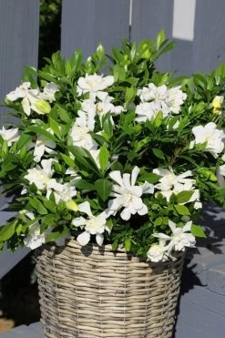 Celestial Star Gardenia - 1 Gallon Pot 10 Celestial Star Gardenia - 1 Gallon Pot -Outdoor Garden Store gardenia celestial star 3