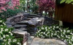 Celestial Star Gardenia - 1 Gallon Pot 11 Celestial Star Gardenia - 1 Gallon Pot -Outdoor Garden Store gardenia celestial star 5