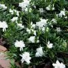 Radicans Creeping Dwarf Gardenia - 1 Gallon Pot -Outdoor Garden Store gardenia creeping 22