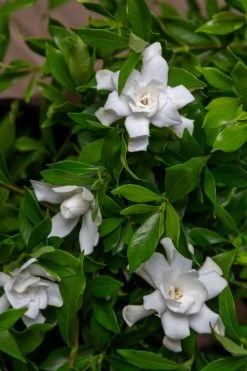 Fool Proof Gardenia - 3 Gallon Pot -Outdoor Garden Store gardenia fool proof 4 1
