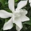 Frost Proof Gardenia - 3 Gallon Pot 2 Frost Proof Gardenia - 3 Gallon Pot -Outdoor Garden Store gardenia frost proof 15