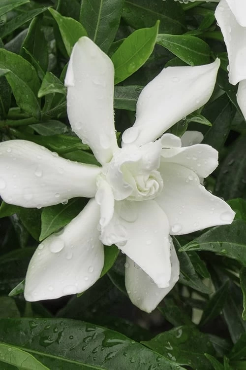 Frost Proof Gardenia - 3 Gallon Pot 3 Frost Proof Gardenia - 3 Gallon Pot