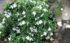 Frost Proof Gardenia - 3 Gallon Pot 11 Frost Proof Gardenia - 3 Gallon Pot -Outdoor Garden Store gardenia frost proof 50